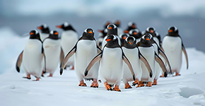 【南森號】巴西-阿根廷-秘魯-南極半島24天