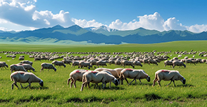 【純美喀納斯】雙臥10日雙飛8日