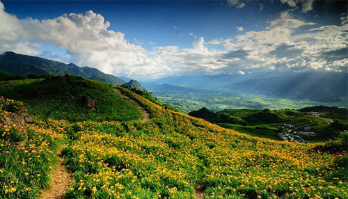 臺(tái)灣花蓮金針花海圖片